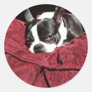 Pegatina Redonda Acebo de Boston Terrier