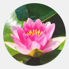 Pegatina Redonda Aceite de agua rosada con hojas verdes