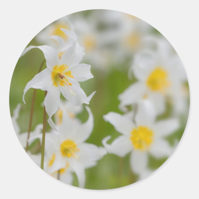 Pegatina Redonda Acercamiento de los lirios de avalancha (Anverso)