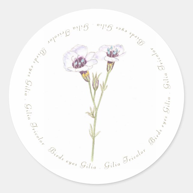 Pegatina Redonda acuarela Gilia Ojos de Pájaro (Anverso)