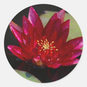 Pegatina Redonda Acuario Magenta Lotus