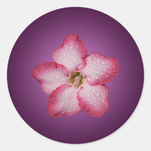 Pegatina Redonda Adenium Flor Rosa Flora Gradiente Violeta