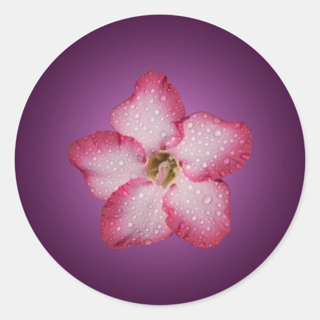 Pegatina Redonda Adenium Flor Rosa Flora Gradiente Violeta (Anverso)