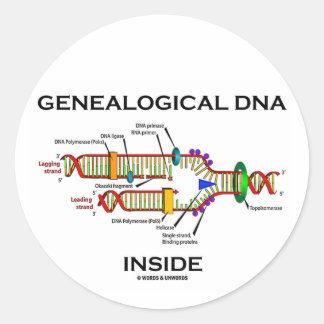 Pegatina Redonda ADN genealógico interno (replicación del ADN)