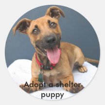 Adoptar un cachorro de refugio 023