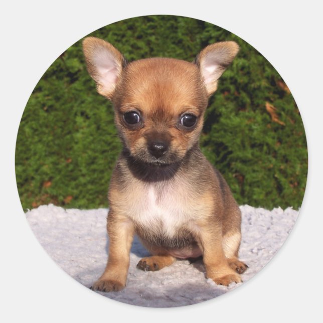 Pegatina Redonda Adorable cachorro chihuahua (Anverso)