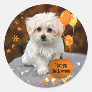 Pegatina Redonda Adorable cachorro maltés celebra Halloween