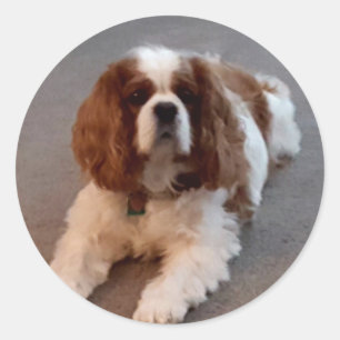 Pegatina Redonda Adorable Cavalier King Charles Spaniel