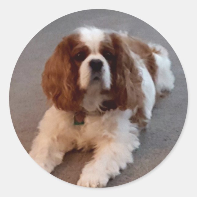Pegatina Redonda Adorable Cavalier King Charles Spaniel (Anverso)