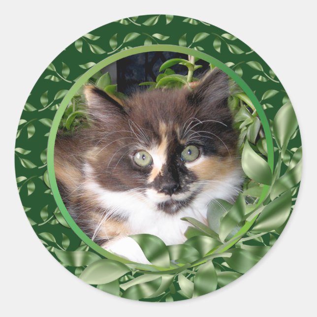 Pegatina Redonda Adorable Green Eyed Calico Kitten (Anverso)