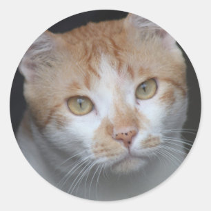 Pegatina Redonda Adorable Naranja y gato blanco con ojos expresivos