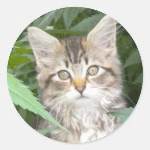 Pegatina Redonda Adorable Tabby Kitten
