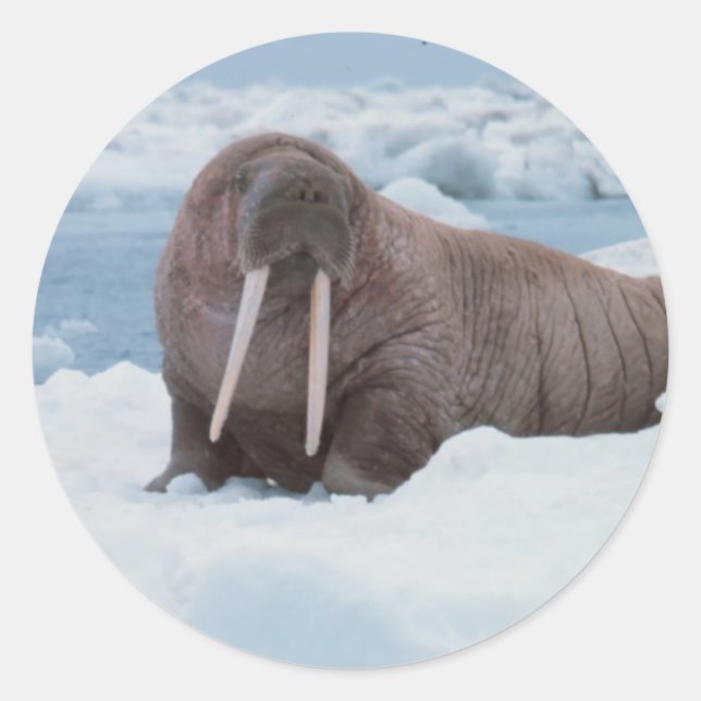 Pegatina Redonda Adorable Walrus (Anverso)