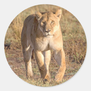 Pegatina Redonda África, Tanzania, Serengeti. León y leona