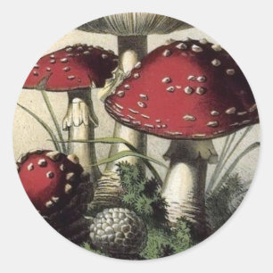 Pegatina Redonda Agaricus Muscarius Mushroom