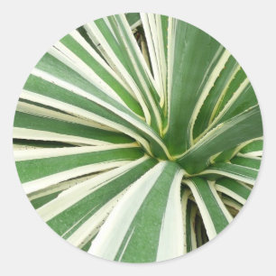 Pegatina Redonda Agave Plant Green y White Strike