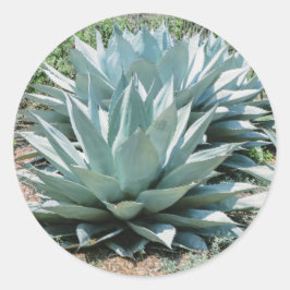 Pegatina Redonda Agave Suculento Plant Cactus Sabio verde