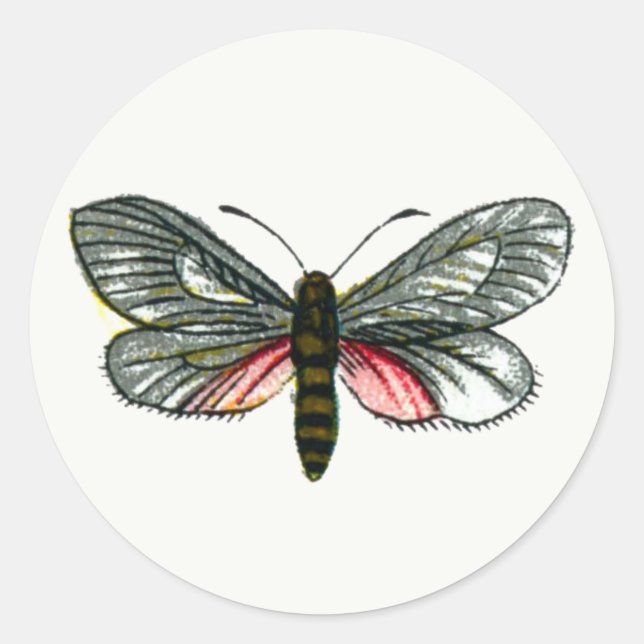 Pegatina Redonda Aglaope infausta - Almond Tree Leaf Skeletonizer K (Anverso)