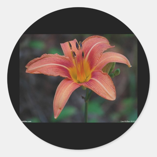 Pegatina Redonda Agradable Tawny Daylily Appary regalos (Anverso)