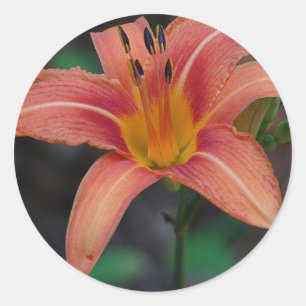 Pegatina Redonda Agradable Tawny Daylily Appary regalos