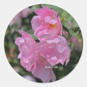 Pegatina Redonda Agradables Rosas rosas livianos