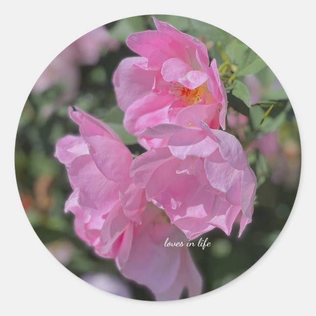 Pegatina Redonda Agradables Rosas rosas livianos (Anverso)