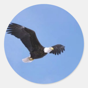 Pegatina Redonda Águila calva