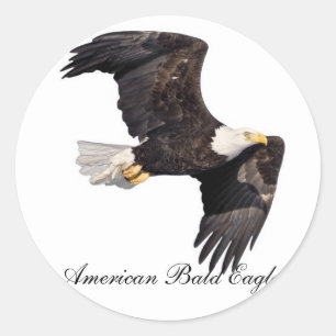 Pegatina Redonda Águila calva americana
