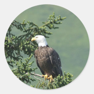 Pegatina Redonda Águila calva encaramada en una rama de árbol.