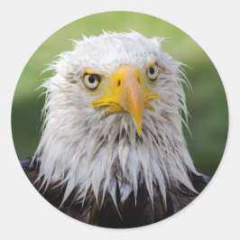 Pegatina Redonda Águila Calva Grumpy y Soggy
