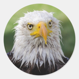 Pegatina Redonda Águila Calva Grumpy y Soggy