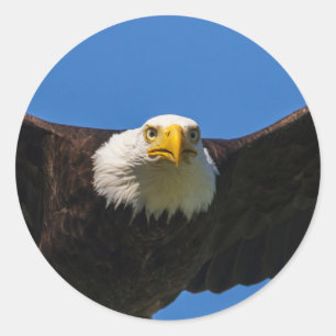 Pegatina Redonda Águila calva pasa volando cerca