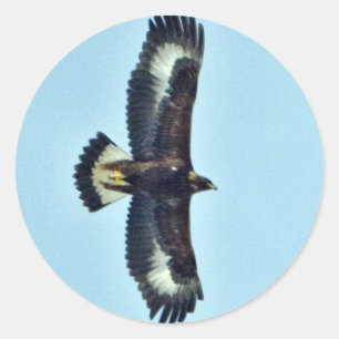 Pegatina Redonda Águila dorada en vuelo