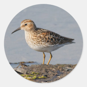 Pegatina Redonda Al menos Sandpiper con marea baja