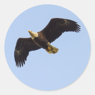 Pegatina Redonda Alas del águila calva