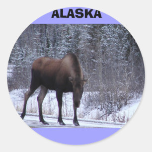 Pegatina Redonda Alaska Moose