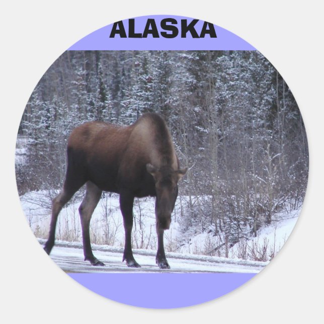 Pegatina Redonda Alaska Moose (Anverso)