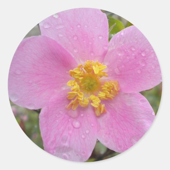 Pegatina Redonda Alaska Wild Rosa (Anverso)