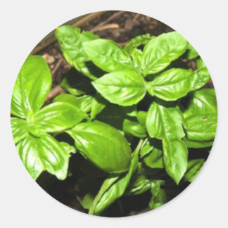Pegatina Redonda Albahaca