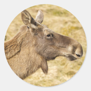 Pegatina Redonda Alce eurasiático