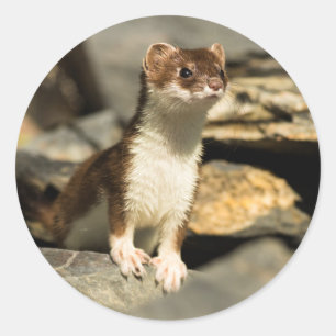 Pegatina Redonda Alert Weasel