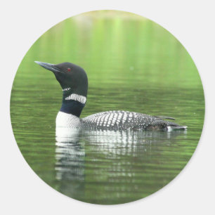 Pegatina Redonda Alerta Pegatinas comunes de león