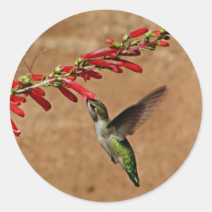 Pegatina Redonda Alimentando colibríes en el jardín