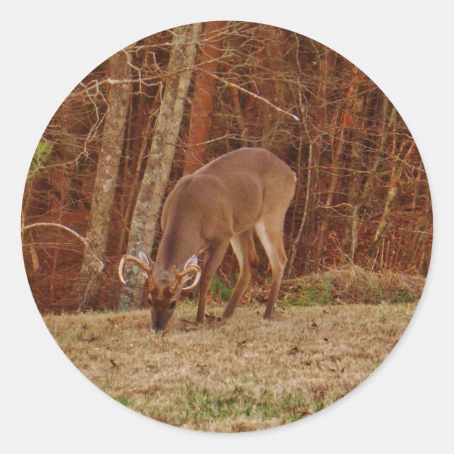 Pegatina Redonda Alimento de ciervos de buck de camuflaje rojo (Anverso)
