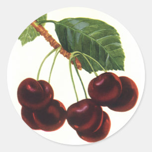 Pegatina Redonda Alimentos de Frutas Vintage, Cerezas Maduras de un