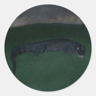 Pegatina Redonda Alligator ~ ¿Qué hay en la oscuridad?