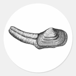 Pegatina Redonda Almeja de Geoduck (ilustracion blanco y negro)