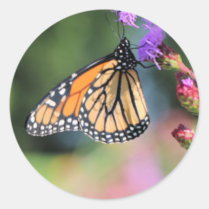 Pegatina Redonda Almuerzo de monarca