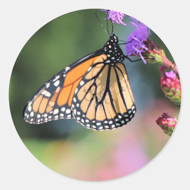 Pegatina Redonda Almuerzo de monarca (Anverso)