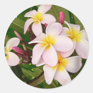 Pegatina Redonda Aloha Flor de Frangipani Hawaiano Plumerias